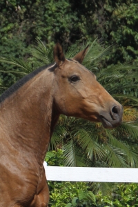 Haras das Mangueiras - Cavalos a Vendas - Ainda do Retiro
