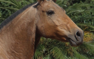 Haras das Mangueiras - Cavalos a Vendas - Ainda do Retiro