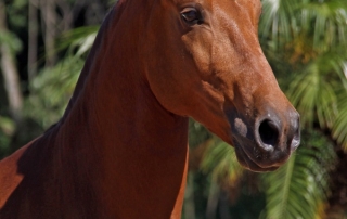 Haras das Mangueiras - Cavalos a Vendas - Desejo das Mangueiras