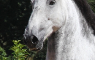 Haras das Mangueiras - Horse for sale - Destino das Mangueiras