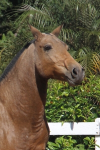 Haras das Mangueiras - Horses for sale - Ainda do Retiro