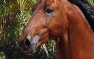 Haras das Mangueiras - Cavalos a Vendas - Francis Interagro