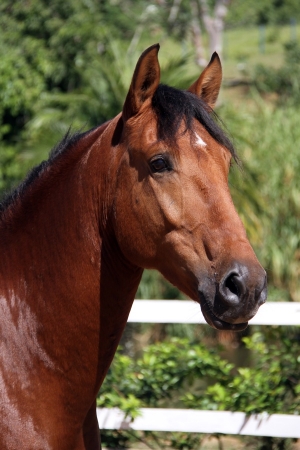 Haras das Mangueiras - Cavalos a Vendas - Funchal das Mangueiras