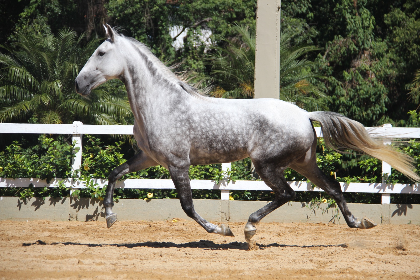 Haras das Mangueiras - Cavalos a Vendas - Czarina das Mangueiras