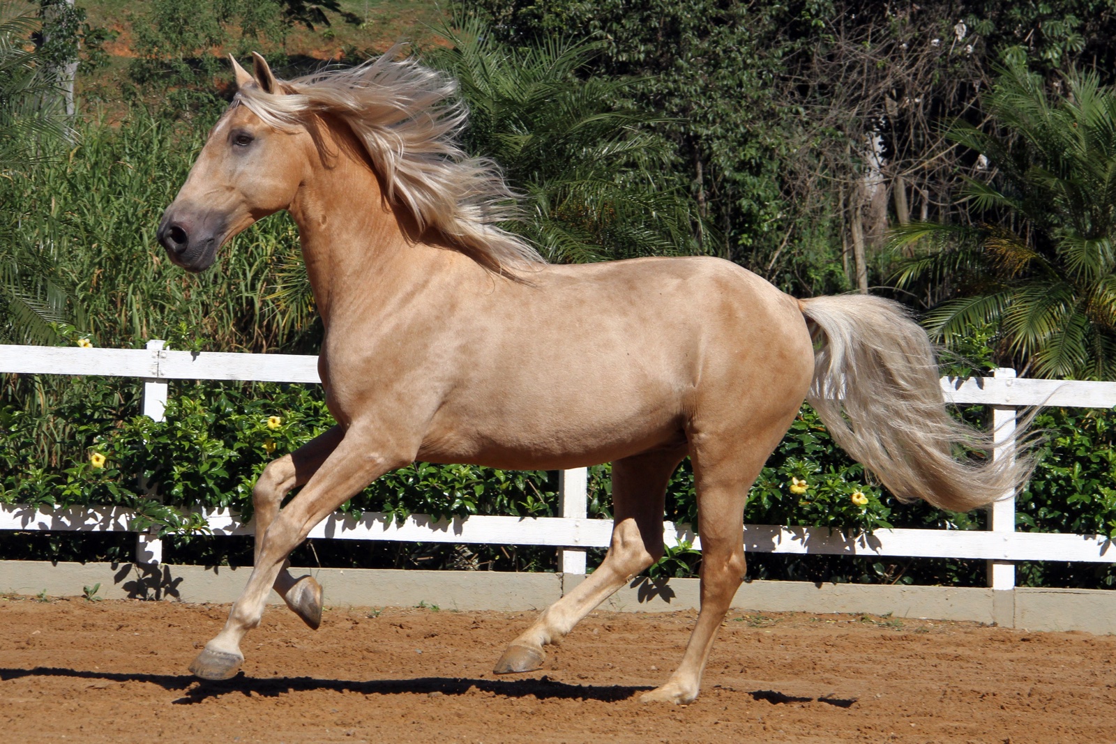 Haras das Mangueiras - Cavalos a Vendas - Zeus de Quintana